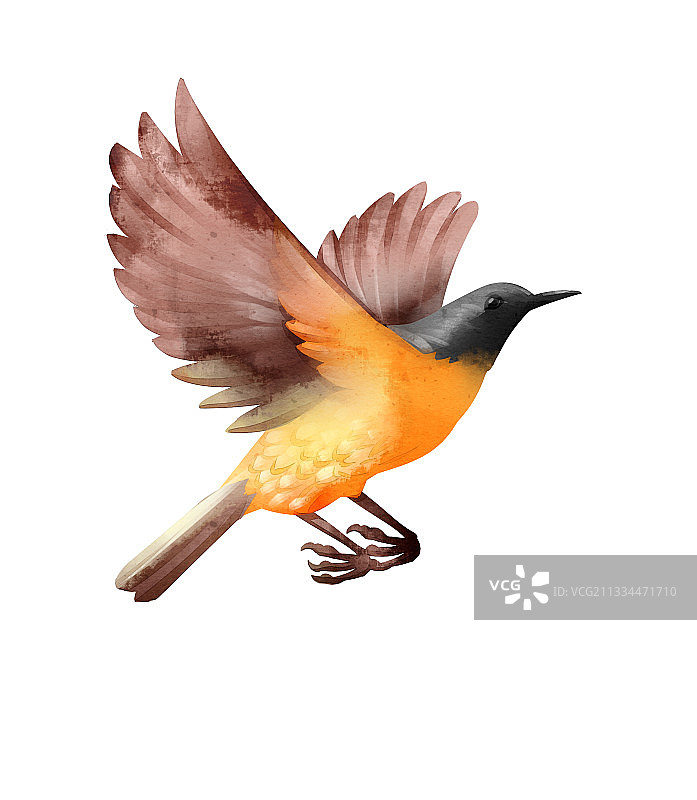 中国风水彩黄色鸟插画元素图片素材