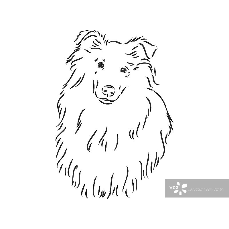 白色背景上的粗毛牧羊犬图片素材