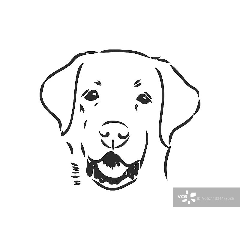 白色背景上的拉布拉多犬图片素材