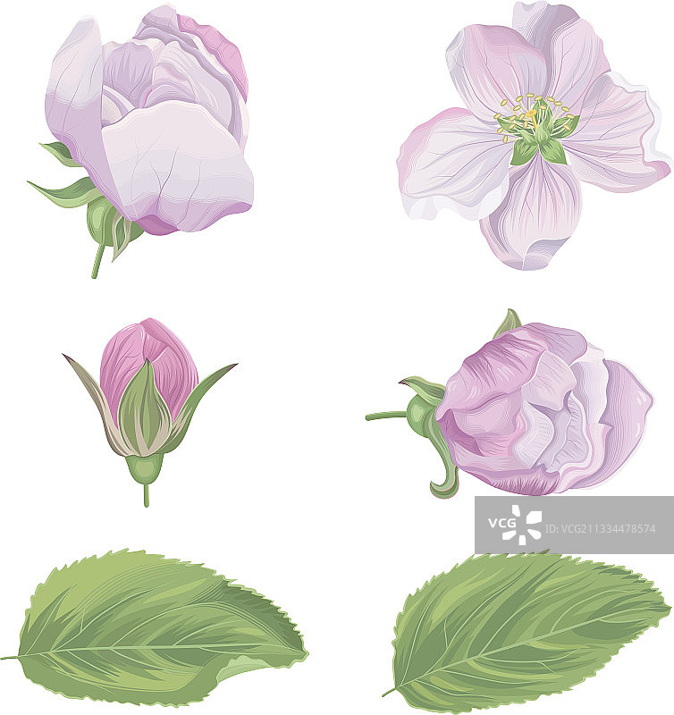 苹果花图片素材