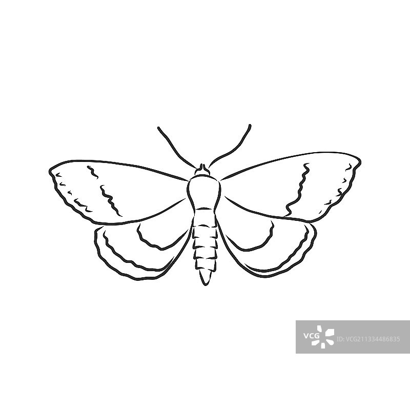 手绘卡通蛾子素描图片素材