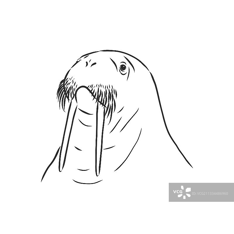 手绘海象草图图片素材