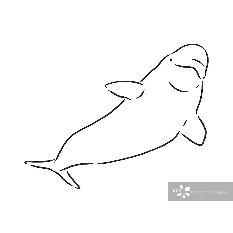 手绘白鲸素描雕刻图片素材