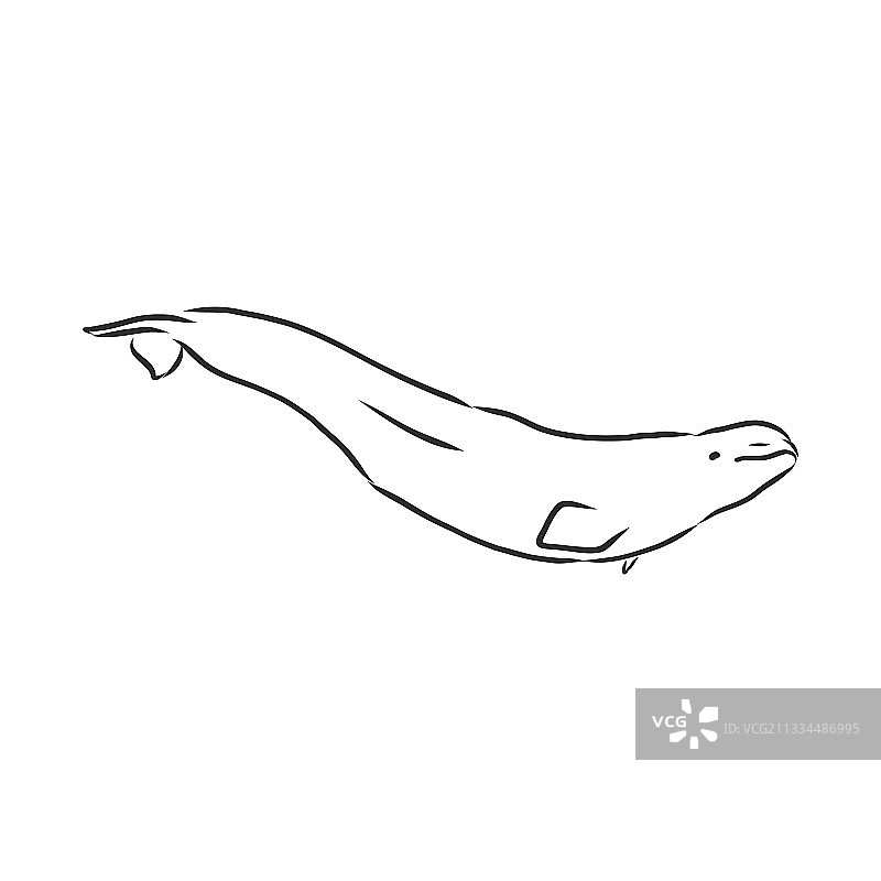 手绘白鲸素描雕刻图片素材