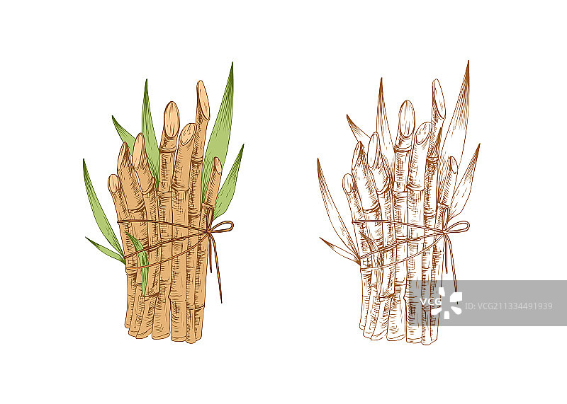 彩色甘蔗茎和芽图片素材