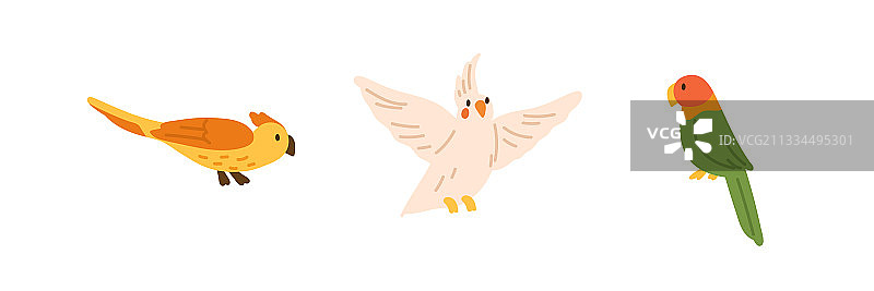 异国鸟类，黄鹦鹉与凤头图片素材