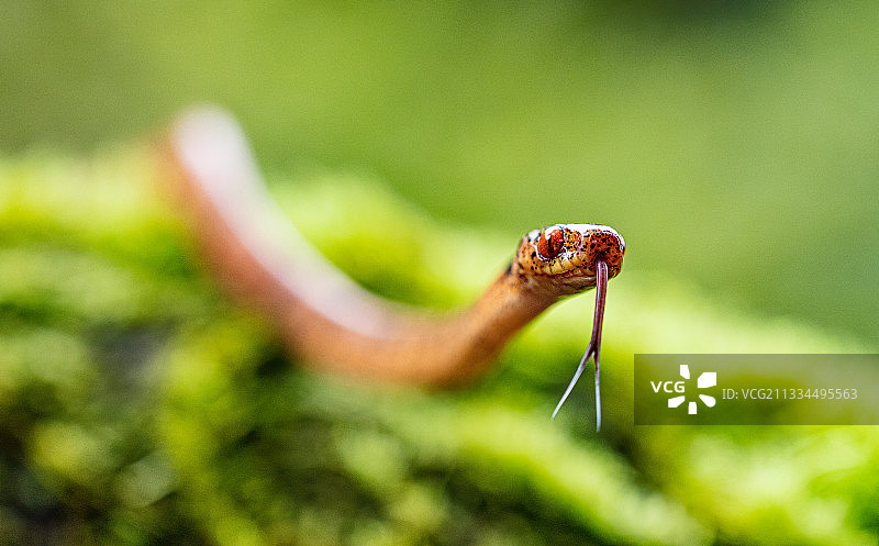 毒蛇吐信图片素材