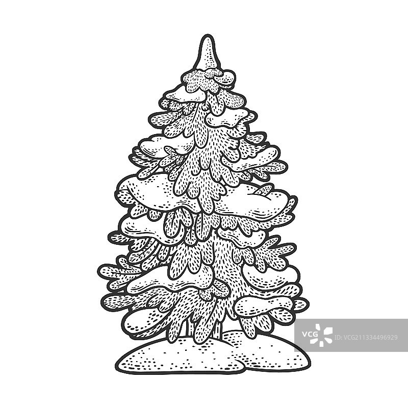 雪地云杉松素描图片素材