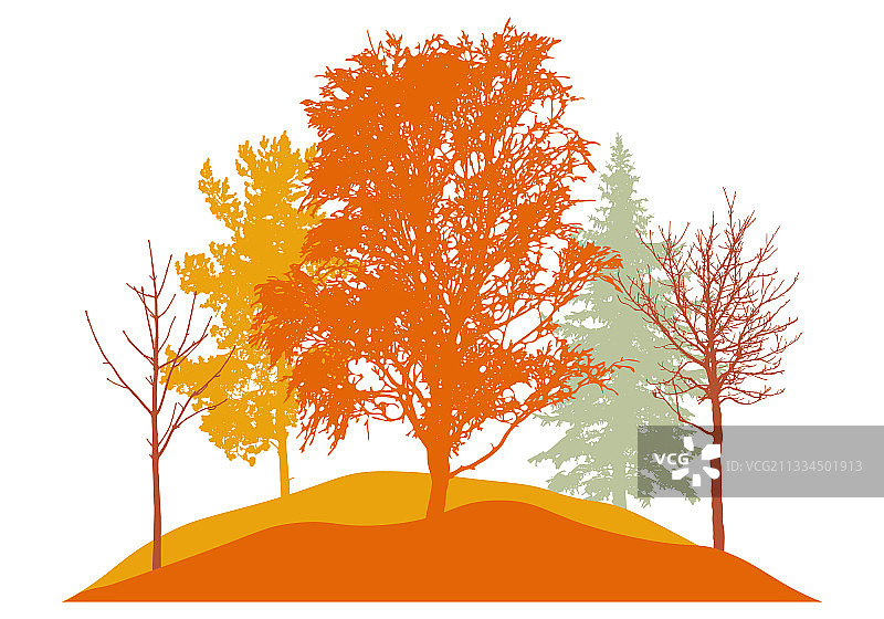 秋季剪影桦树冷杉枯树图片素材