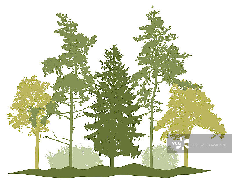 春季松树剪影图片素材