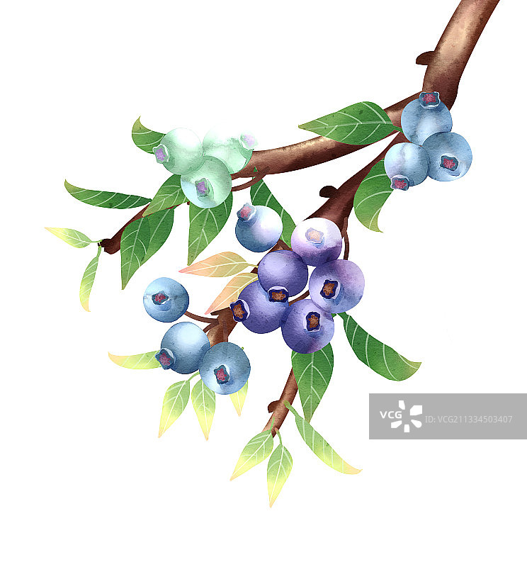 中国风水彩蓝莓插画元素图片素材