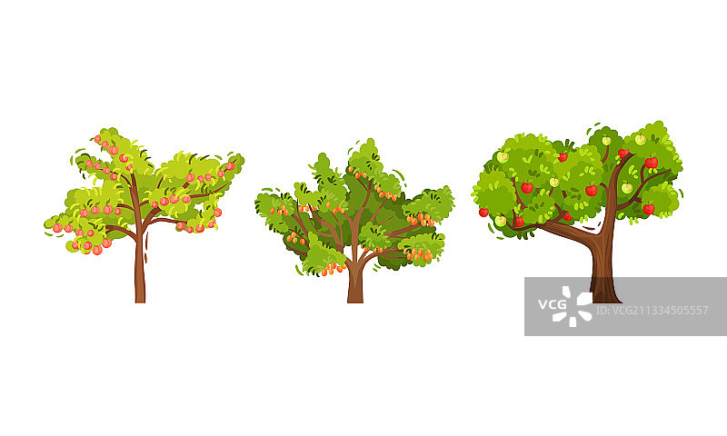 挂满成熟苹果和杏子的果树图片素材