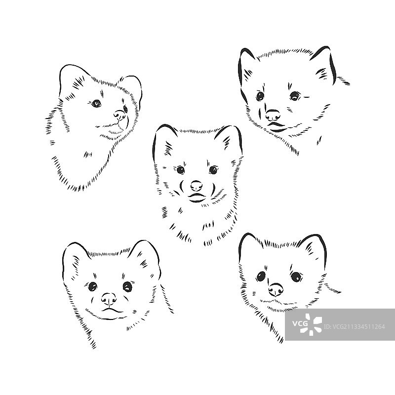 北方象征野生紫貂森林动物图片素材