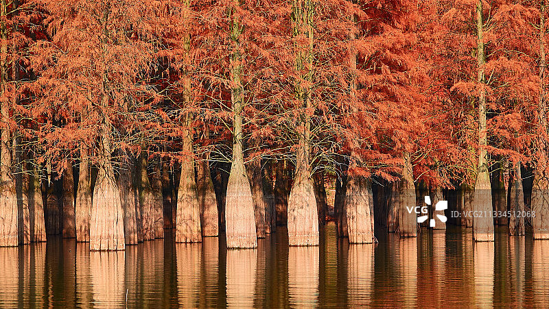 红杉林  - 止马岭 南京图片素材