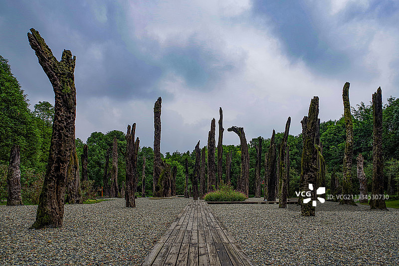 乌木林 拍摄于成都金沙图片素材