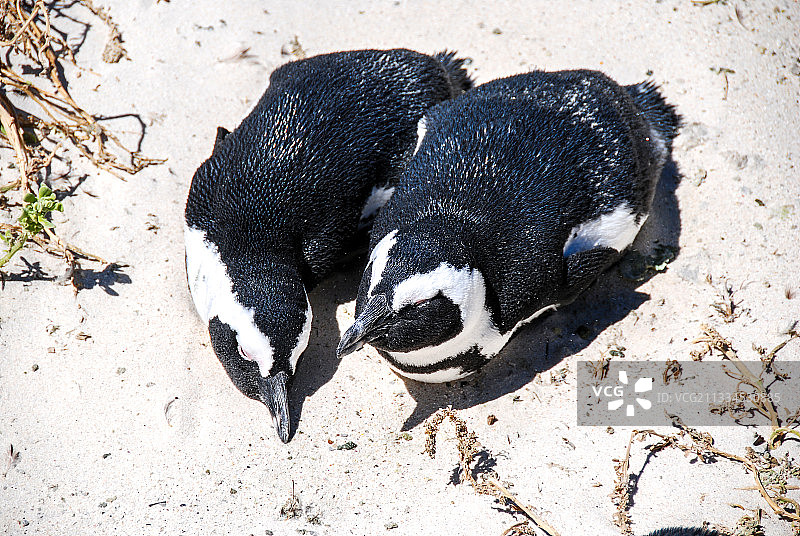 南非，开普敦，企鹅岛，企鹅图片素材