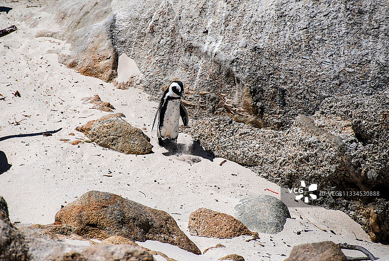 南非，开普敦，企鹅岛，企鹅图片素材