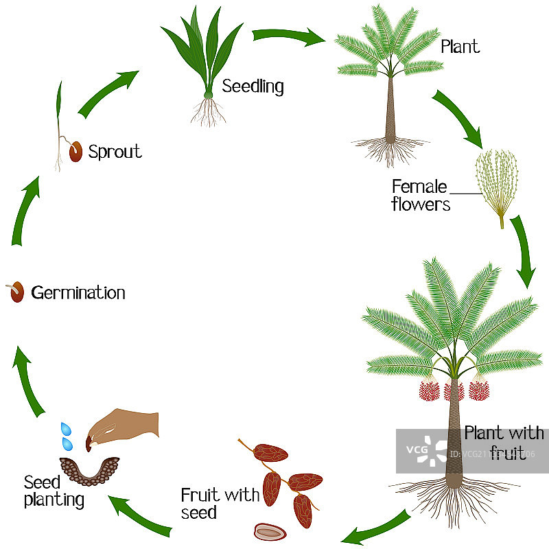 枣椰树生长周期图片素材