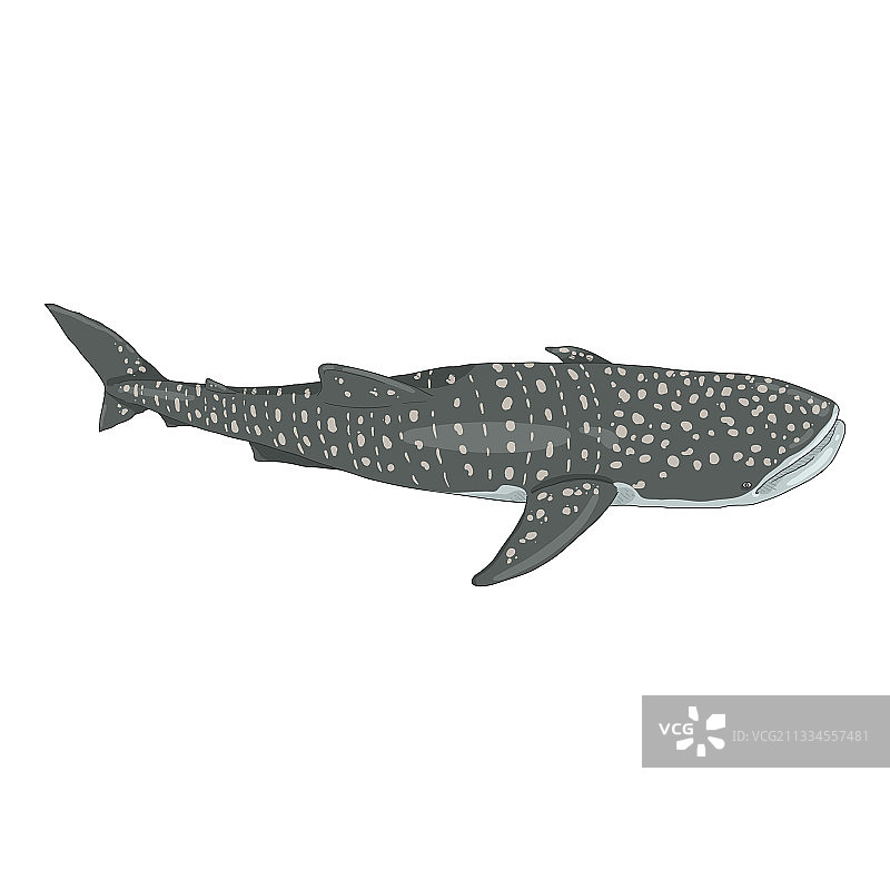 卡通鲸鲨图片素材