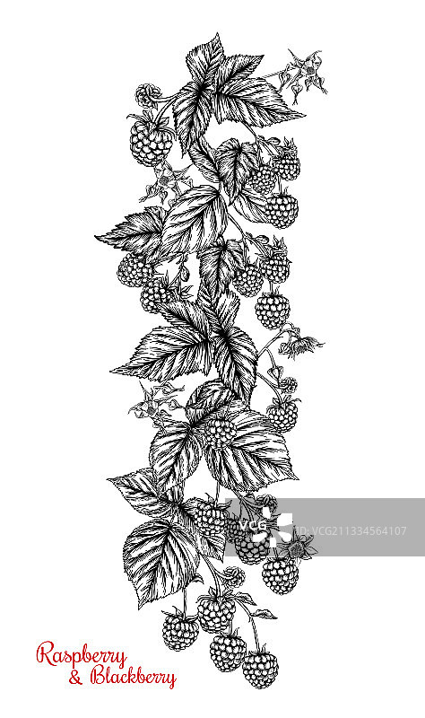 树枝上的覆盆子和黑莓成熟浆果图片素材