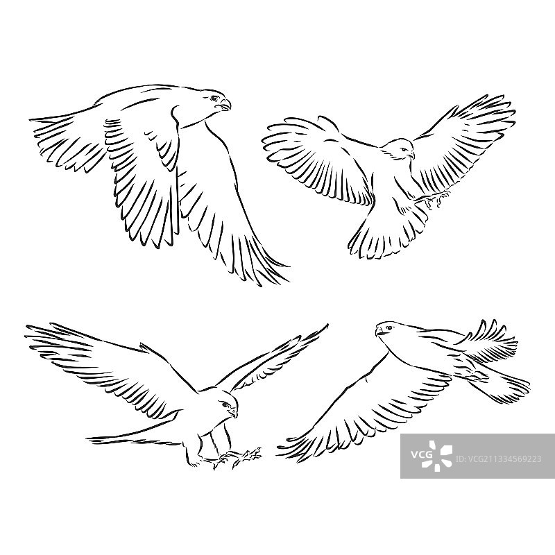 猎鹰鸟素描手绘图片素材