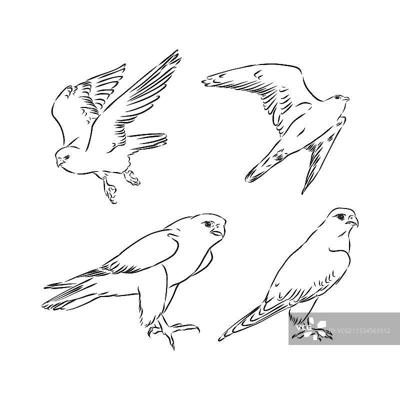 猎鹰鸟素描手绘图片素材