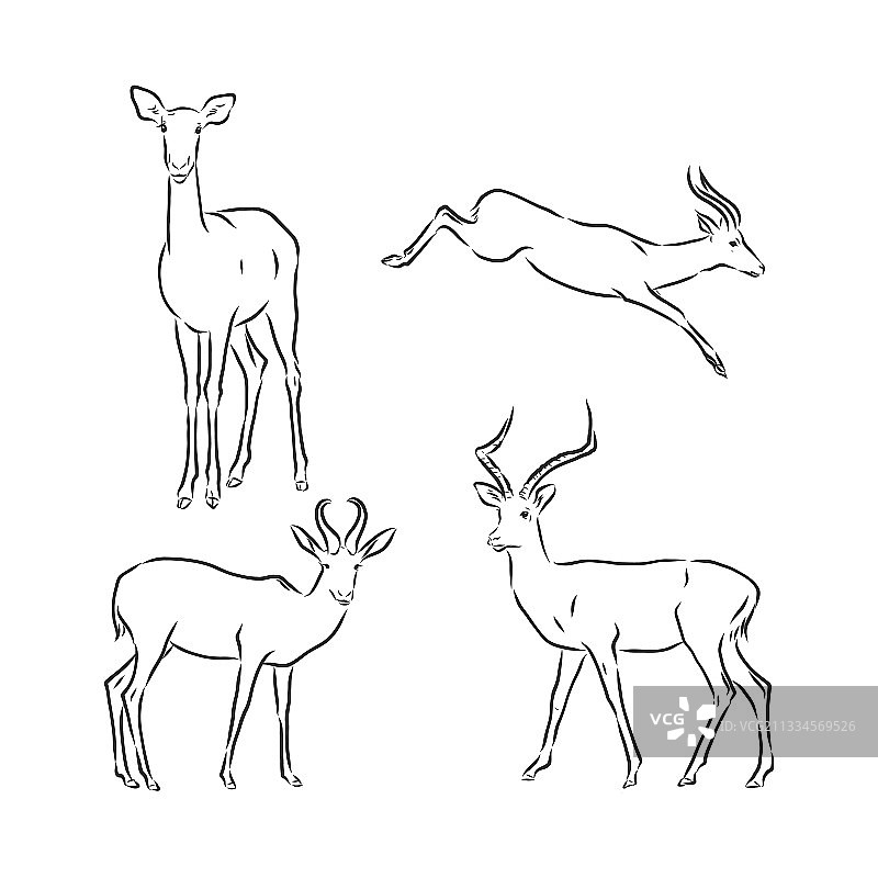 羚羊素描黑白图形图片素材