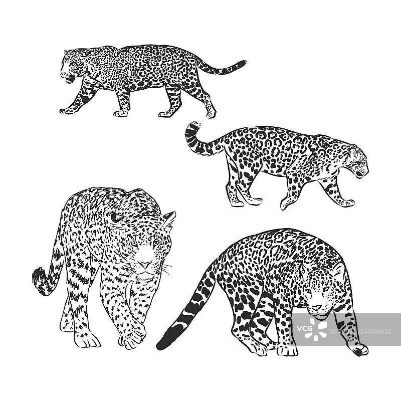 行走的捷豹黑白速写图片素材