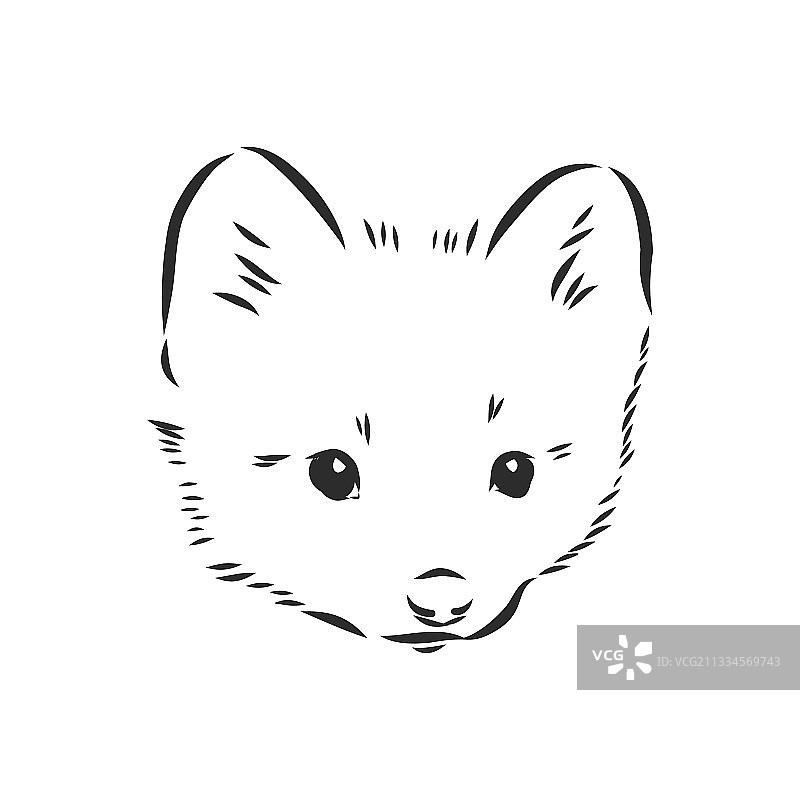 紫貂动物图片素材