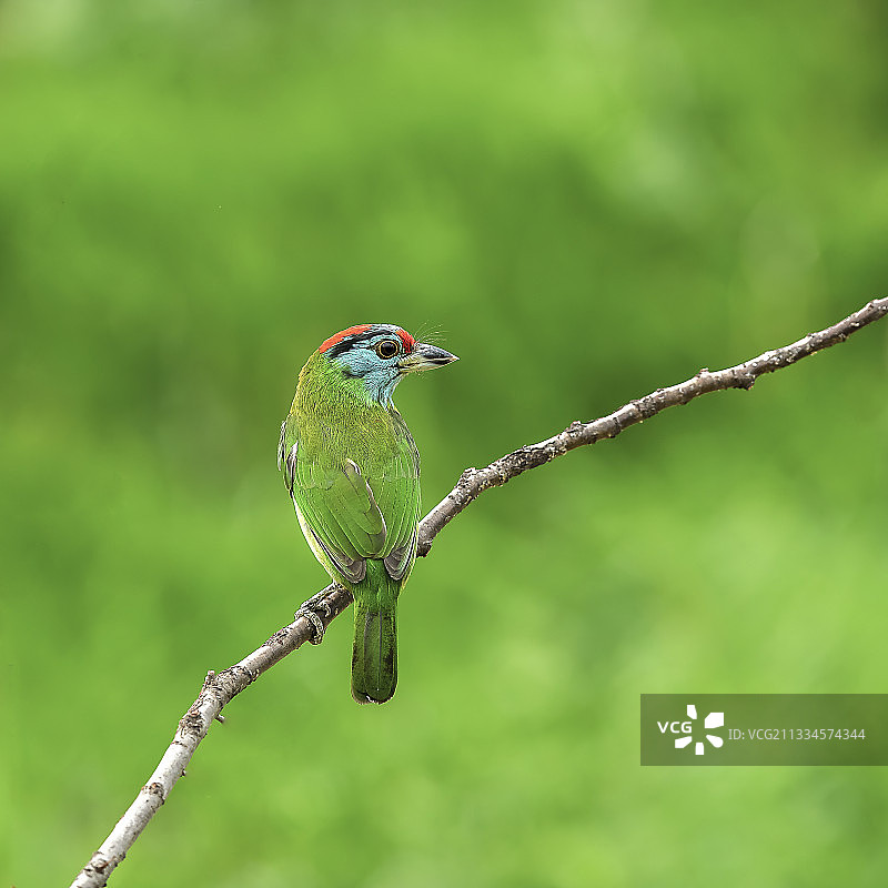 蓝喉拟啄木鸟图片素材