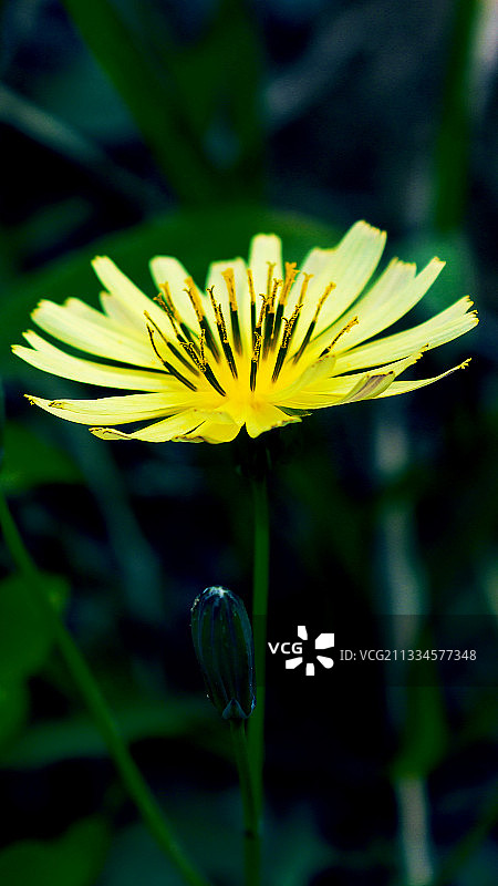 黄颜色野花图片素材