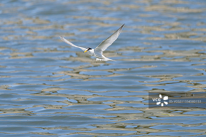 白额燕鸥 Little Tern图片素材