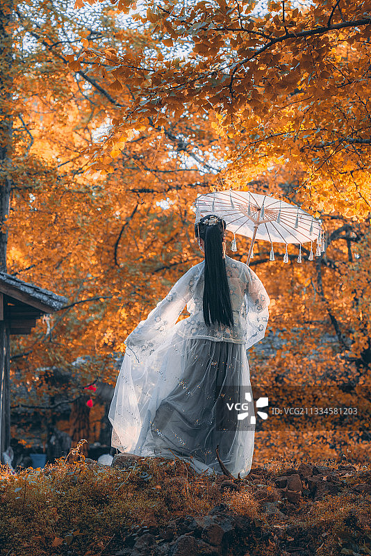 云南腾冲银杏村 秋天全景图片素材