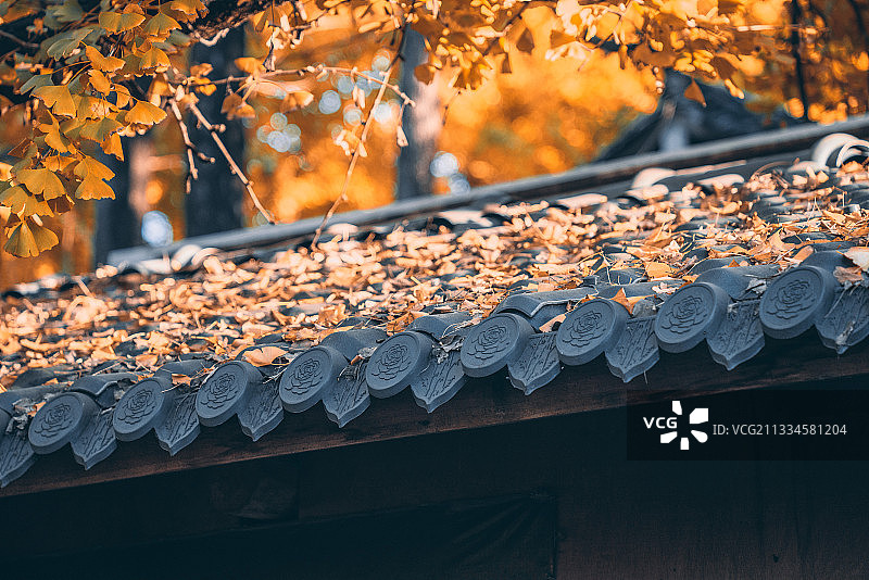 云南腾冲银杏村 秋天全景图片素材