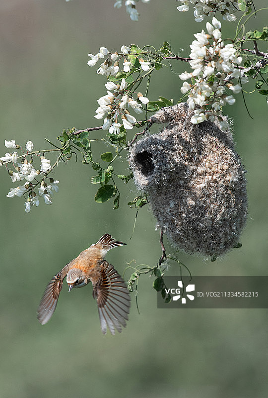 槐花攀雀图图片素材