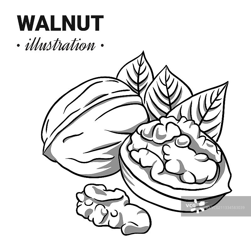 手绘核桃素描图片素材