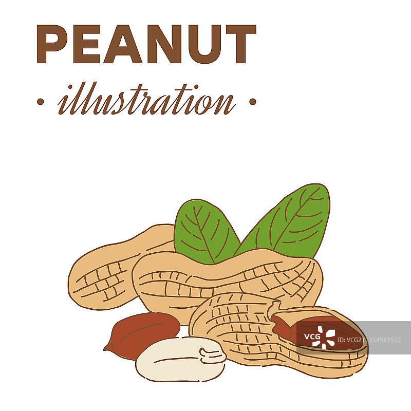 彩色手绘花生图片素材
