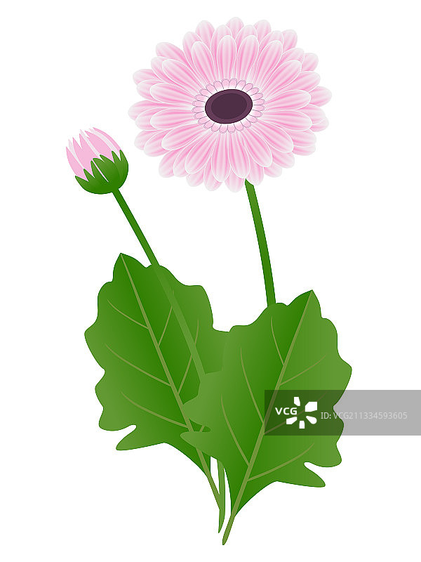 带叶非洲菊图片素材