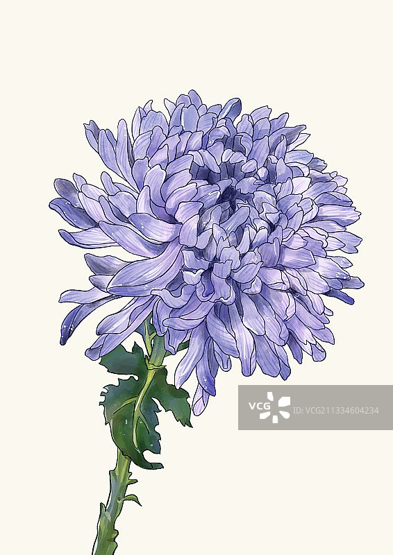 荷兰烟花菊图片素材