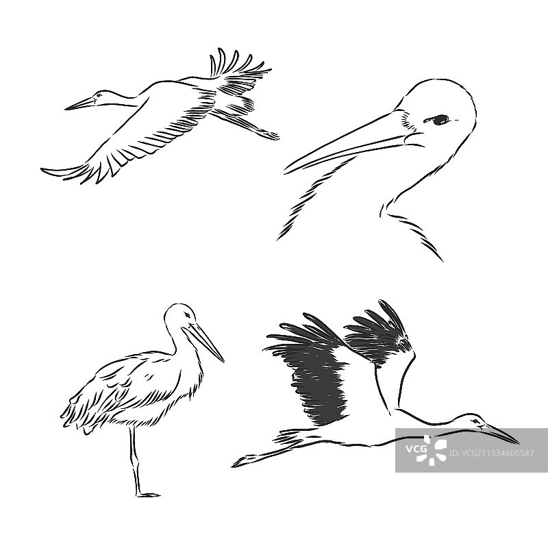 白色鹳鸟素描墨线艺术图片素材