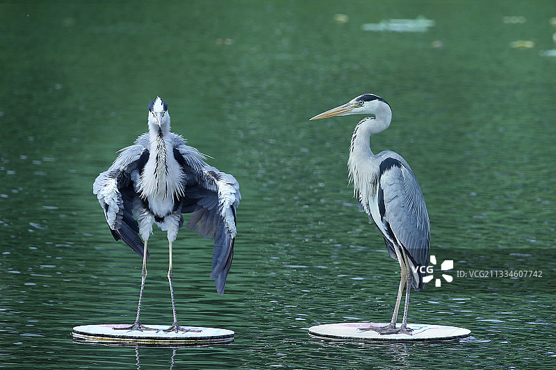 北京圆明园苍鹭觅食忙图片素材