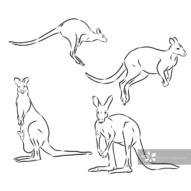 白色背景上跳跃的袋鼠图片素材