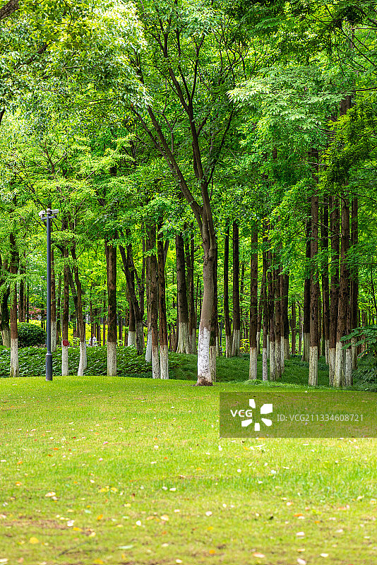 浙江宁波，树林，草地，绿色，户外，休闲图片素材