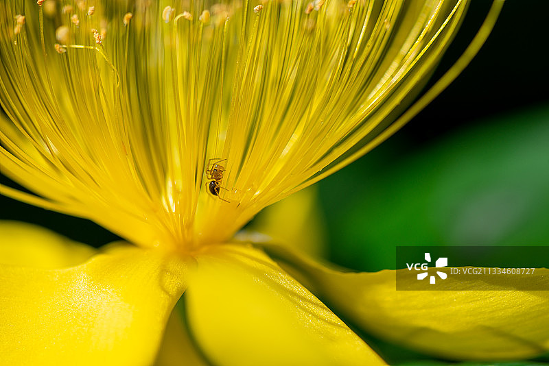 浙江宁波，金丝桃，春季，夏季，食物，微距，黄色，健康图片素材
