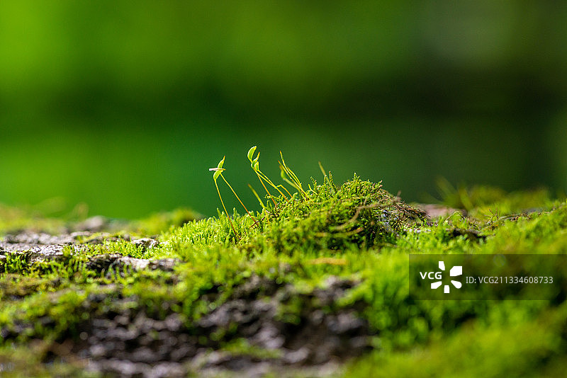 浙江宁波，微距，苔藓植物，绿色，树干，寄生，春天，生命图片素材