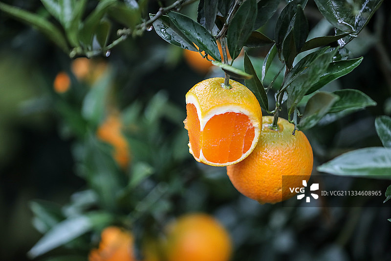 湖北省宜昌市秭归县长江秭归脐橙种植地图片素材