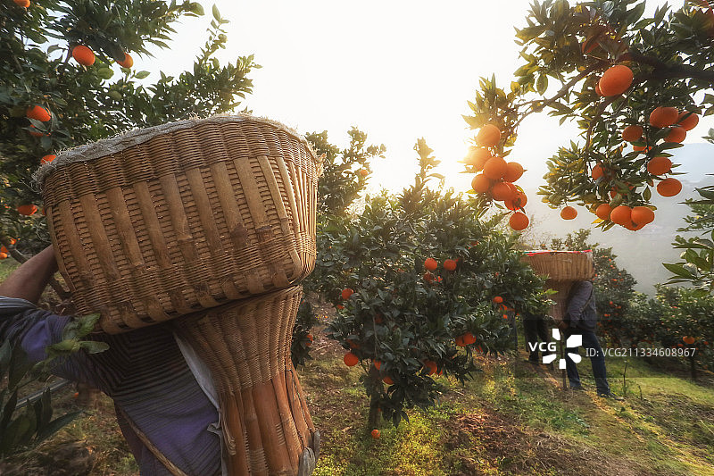 湖北省宜昌市秭归县长江秭归脐橙种植地图片素材