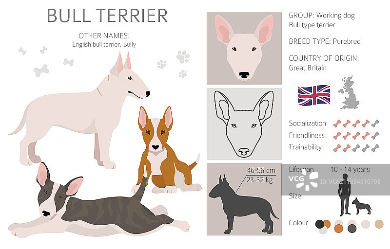 不同姿势和毛色的牛头㹴剪贴画图片素材