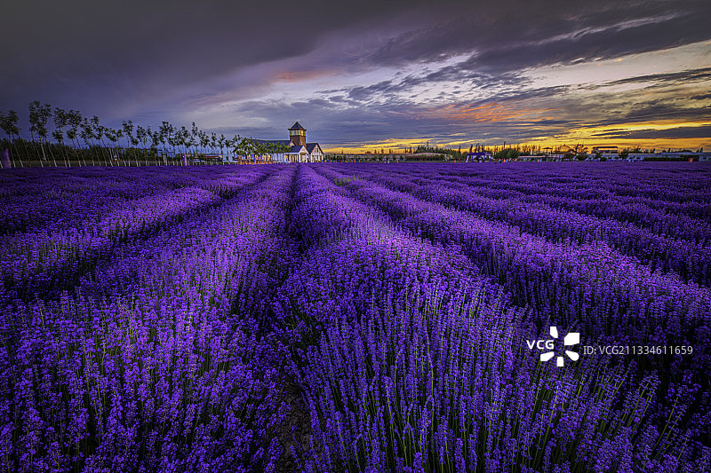 芬芳的田野图片素材