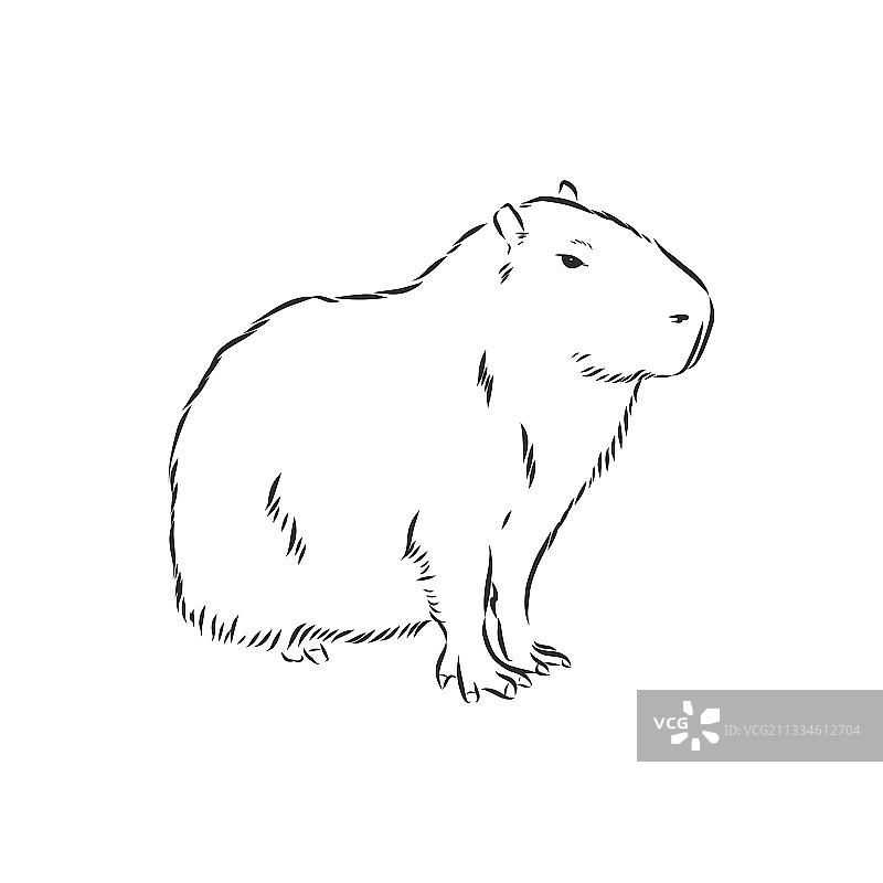 手绘水豚，南美洲动物图片素材